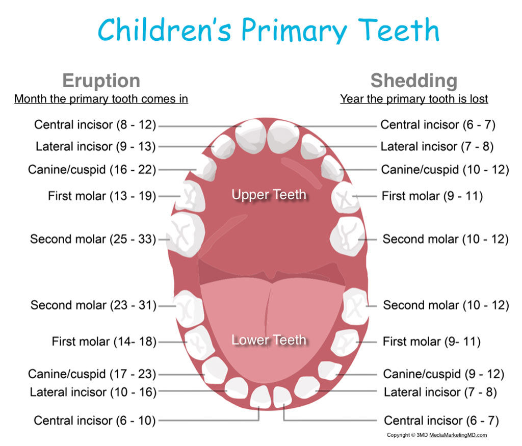 Childrens Primary Teeth Chart Dr Holt 